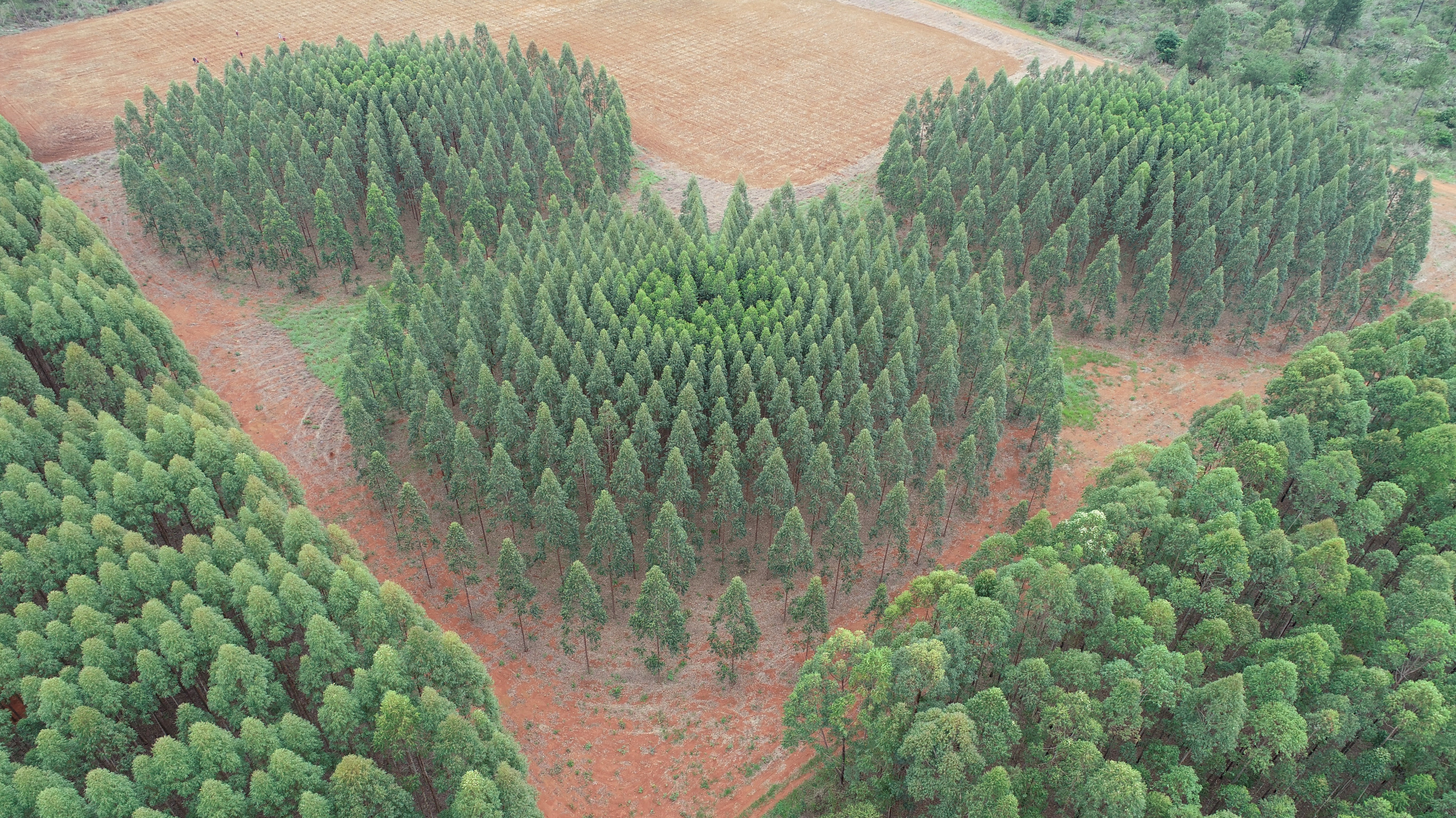 Área florestal própria, ampla e de fácil acesso